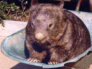 Patrick when he was at his fattest (Trek Earth)